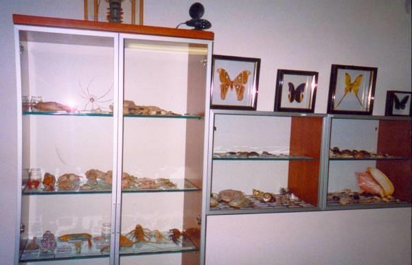 Museo Zoologico degli Invertebrati