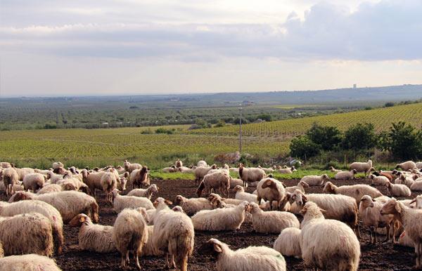 Agriturismo Lama Di Luna - Biomasseria