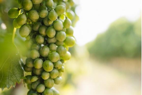 Pasqua Vigneti E Cantine Spa