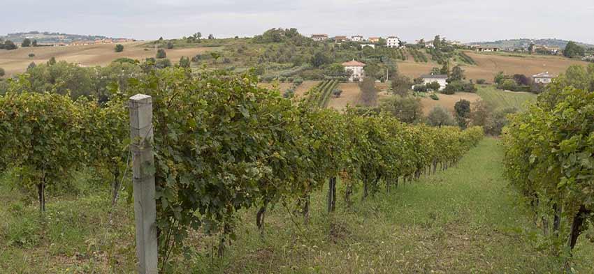 Fattoria Poggio San Martino