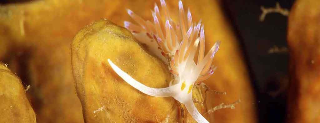 Oasi Riserva Naturale Marina Miramare