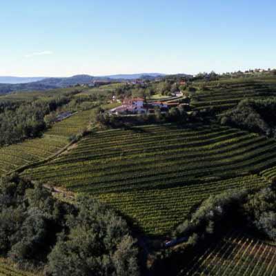 Azienda Agricola Il Carpino