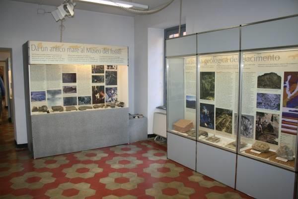 Museo Civico dei Fossili