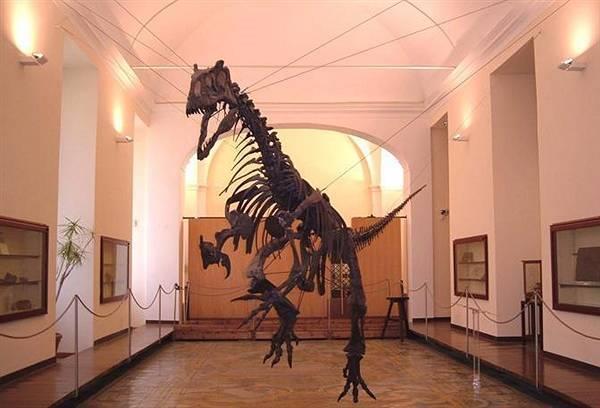 Museo Zoologico