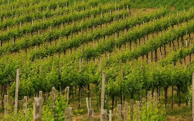 Azienda Agricola Fratelli Berlucchi Srl