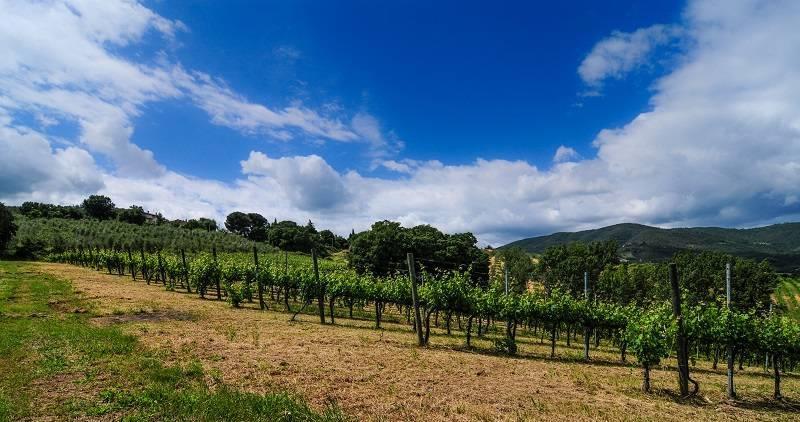 La Casa Dei Cini Società Agricola Semplice di Clelia e Riccardo Cini