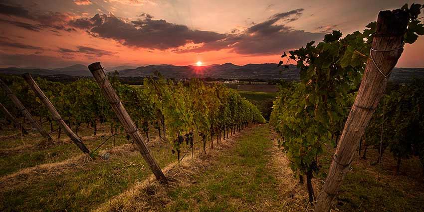Monte delle Vigne