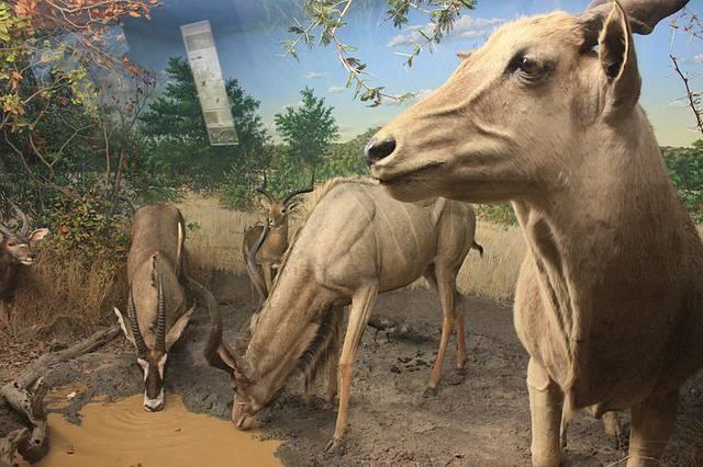 Museo Etnografico U. Ferrandi