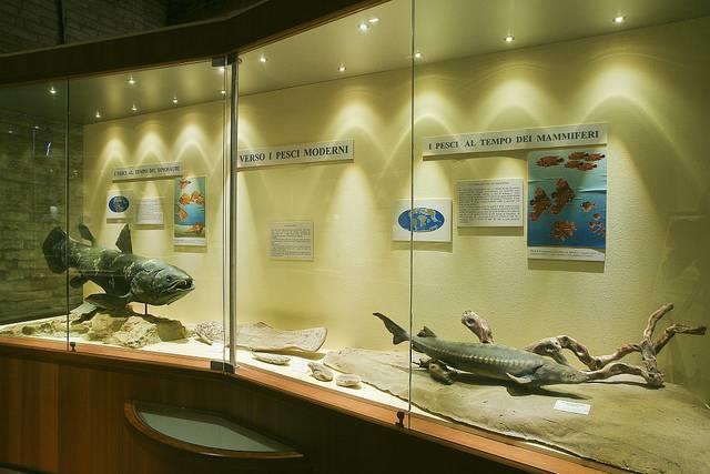 Museo Paleontologico