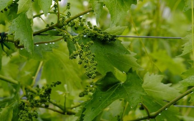 Cantina Valpolicella Negrar S. C. A.