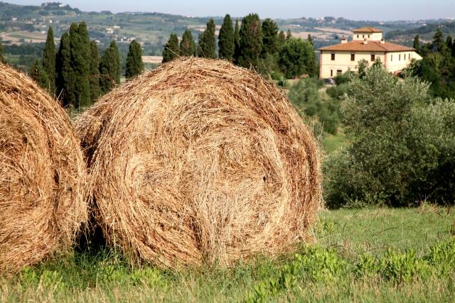 I MORICCI