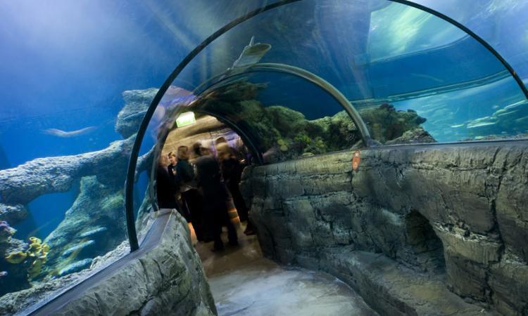 Sea Life Aquarium