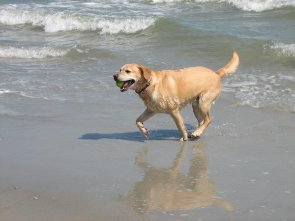 Spiaggia per Cani