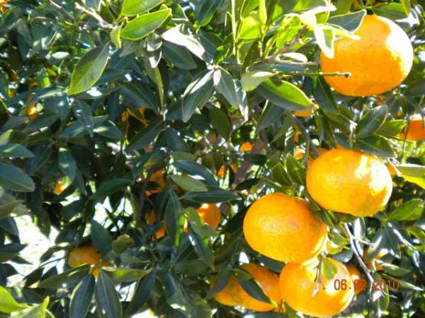 Agriturismo Agriclub Le Giare