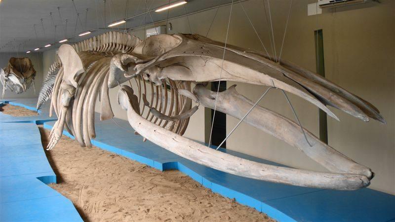 Museo Ittico