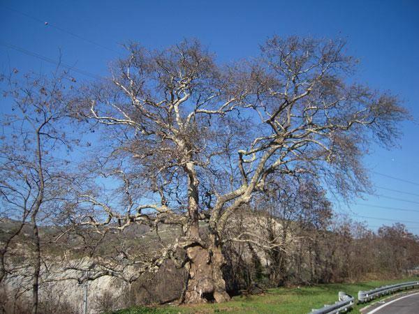 Albero del Piccioni