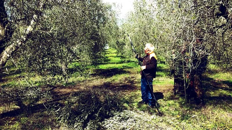 OlioMezzabarba - Azienda Agricola e Frantoio Oleario