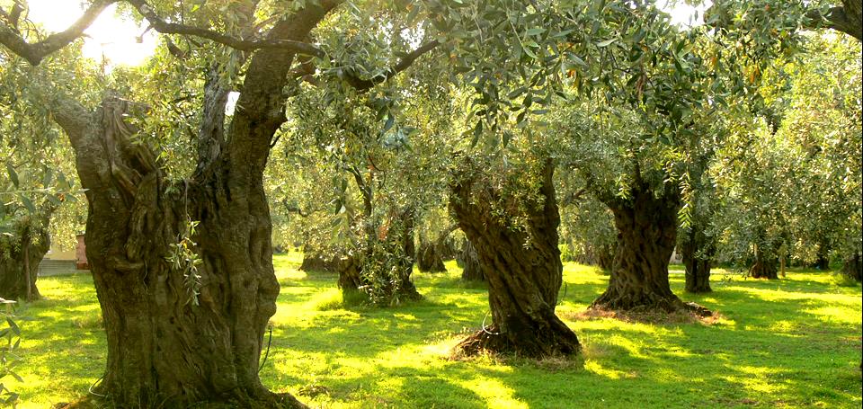 Olearia Dolita Srl