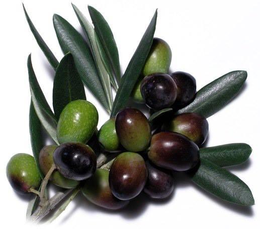 Frantoio Olearia Ferentino