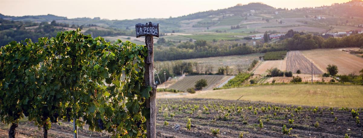 Volpi Cantine S. R. L.