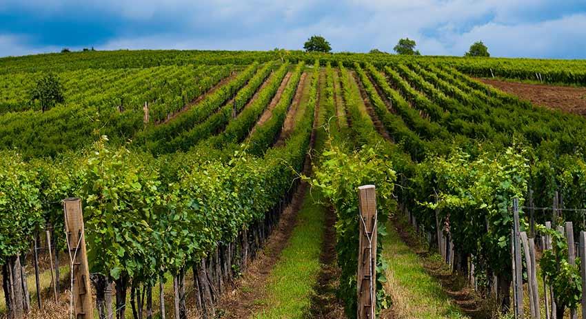 Azienda Uggiano (S.R.L.)