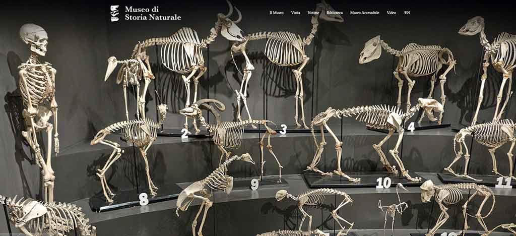 Civico Museo di Storia Naturale