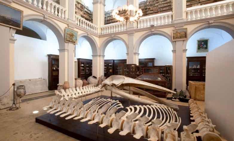 Museo Civico 