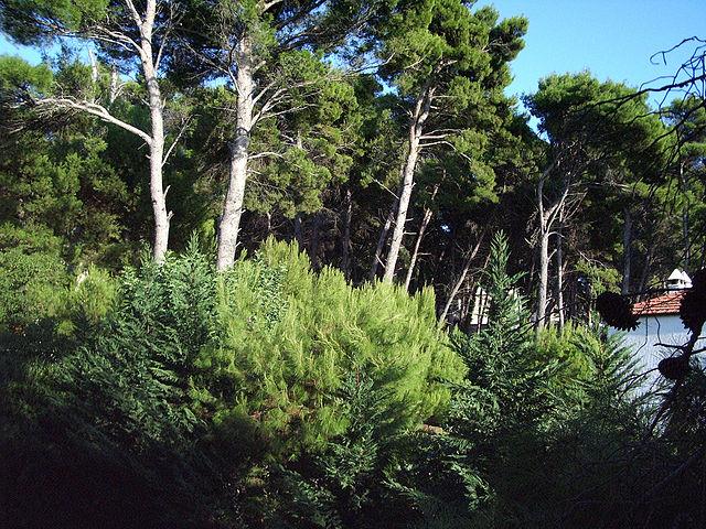 Pineta Marzini