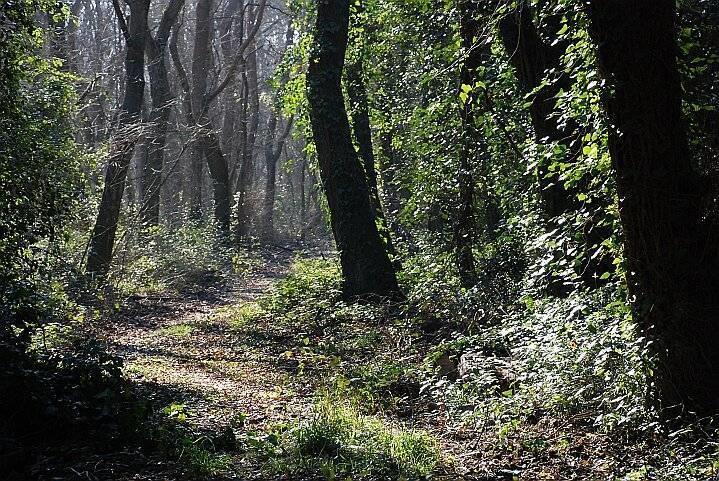 Bosco di Cornacchiaia