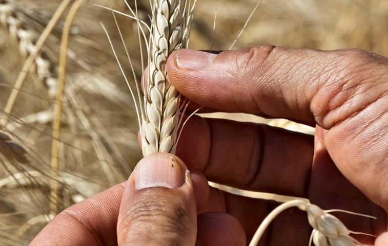 Azienda Agraria Guerrieri