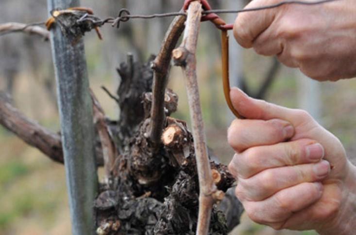 Azienda Agricola Valdoc Sartori Di Sartori Massimiliano