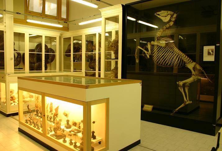 Museo di Anatomia degli Animali Domestici