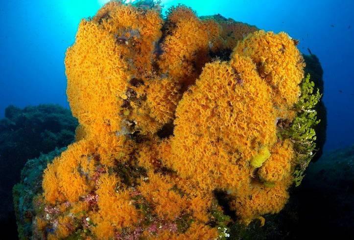 Secca del Picco Giallo