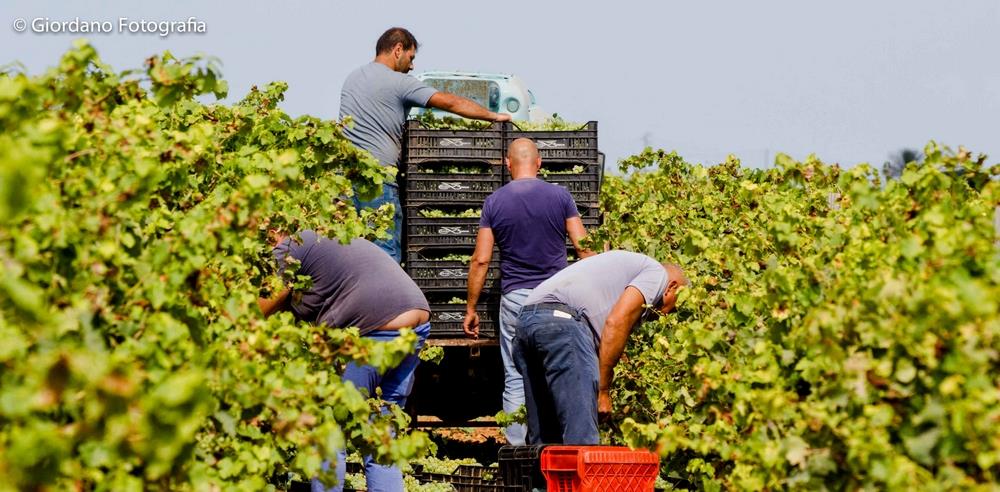 Cantine Europa - Societa' Cooperativa Agricola