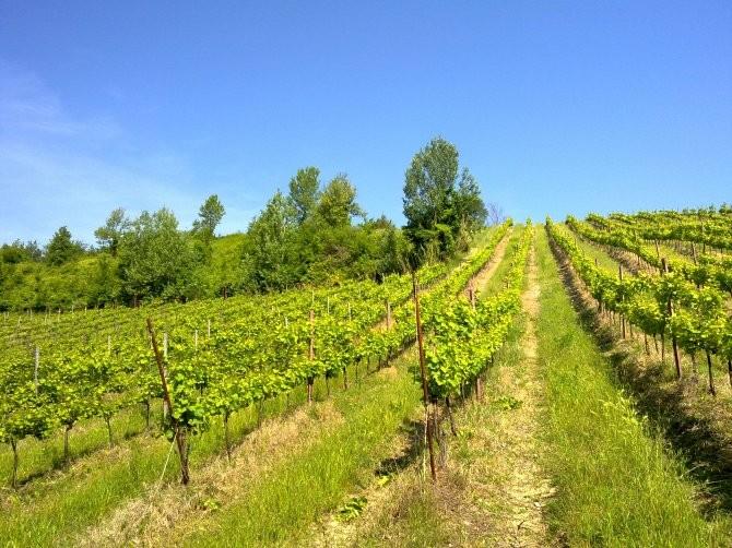 TENUTA BETTOZZA