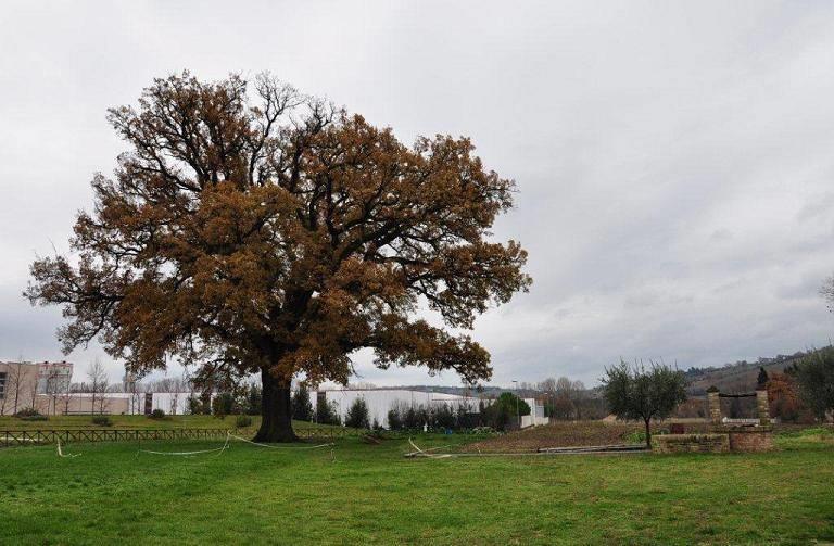 Quercia secolare
