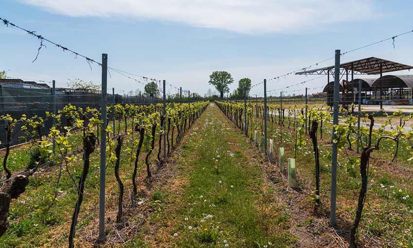 Cantina Sociale Di Premaore