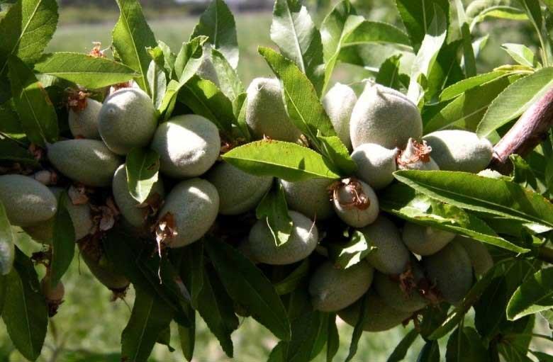 Agriturismo le Magnolie