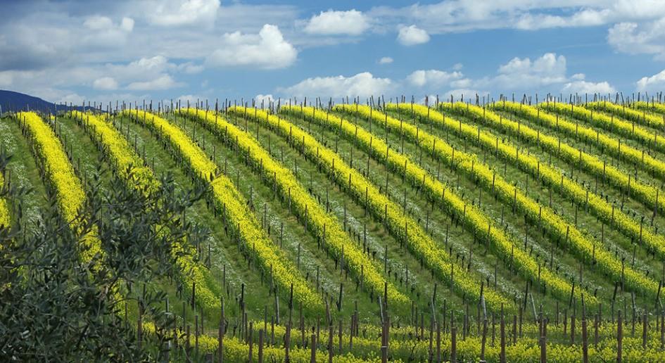 L'Antica Quercia