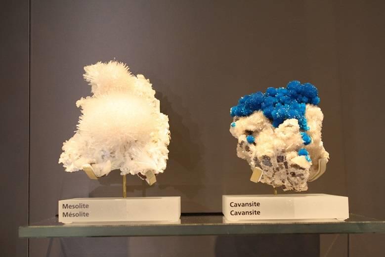 Museo della Flora, Fauna e Mineralogia