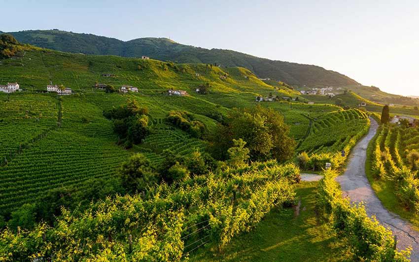 Azienda Agricola Rebuli Michele Bastia