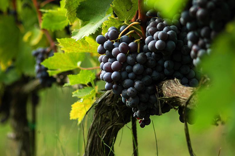 Azienda Agricola Aldobrando Degli Azzoni Avogadro