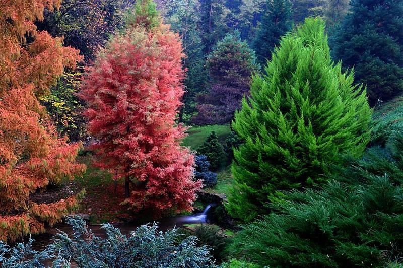 Orto Botanico delle conifere coltivate