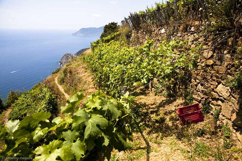 Cantina Sassarini Natale 