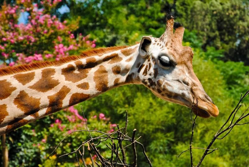Bioparco