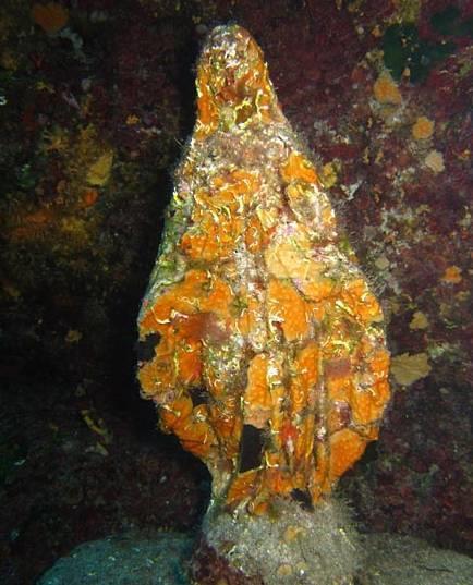 Punta Madonna