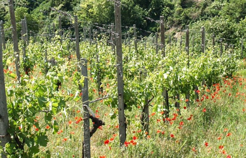 Azienda agricola Picchioni Andrea