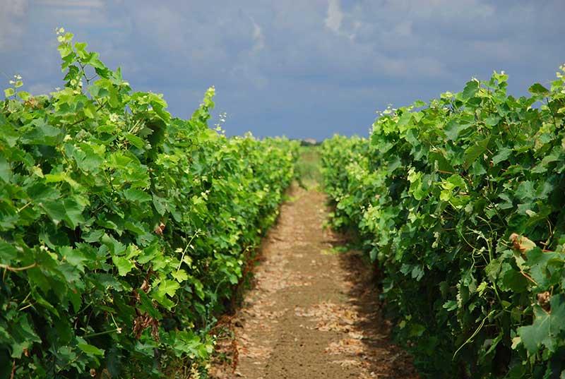 Azienda Agricola Petrelli Giovanni
