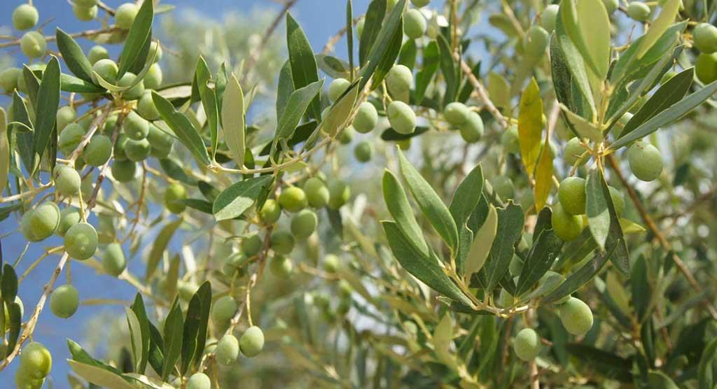 Azienda Agricola Colfiorito