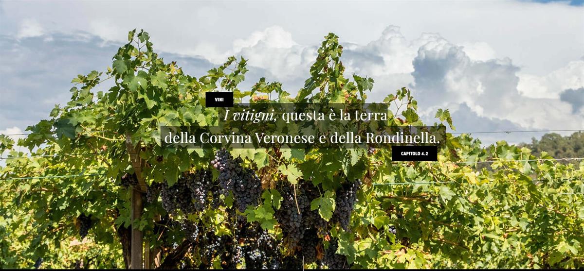 Consorzio Tutela Vino Bardolino